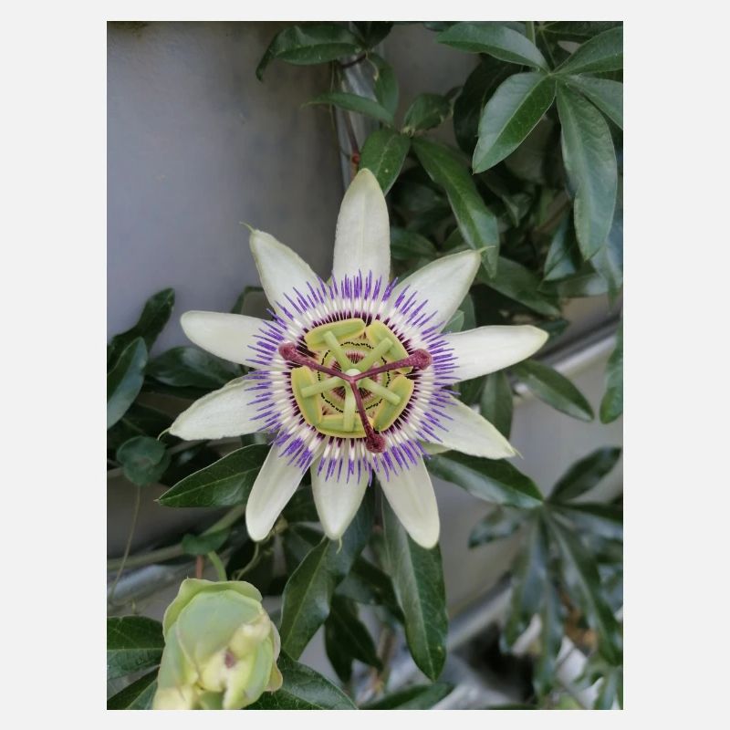 Passionsfrucht Blume Passiflora