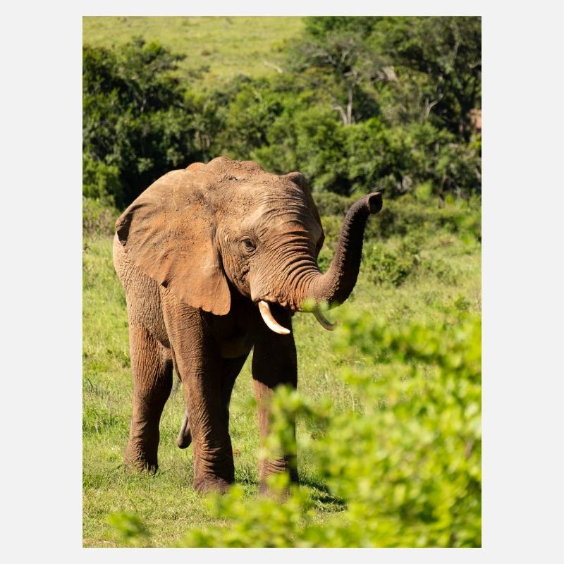 Éléphant