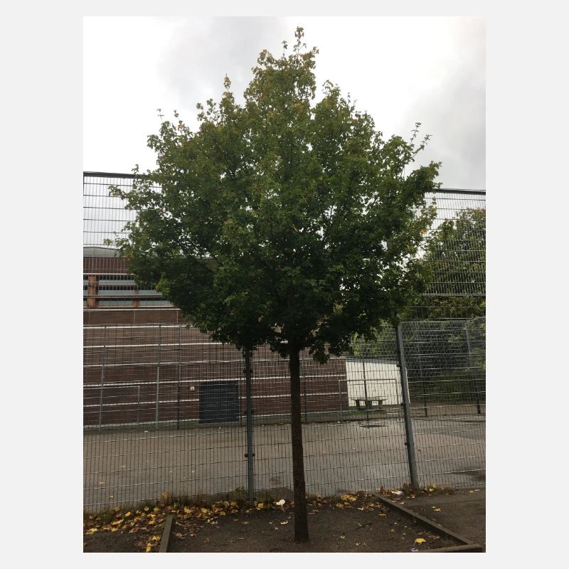 Un arbre