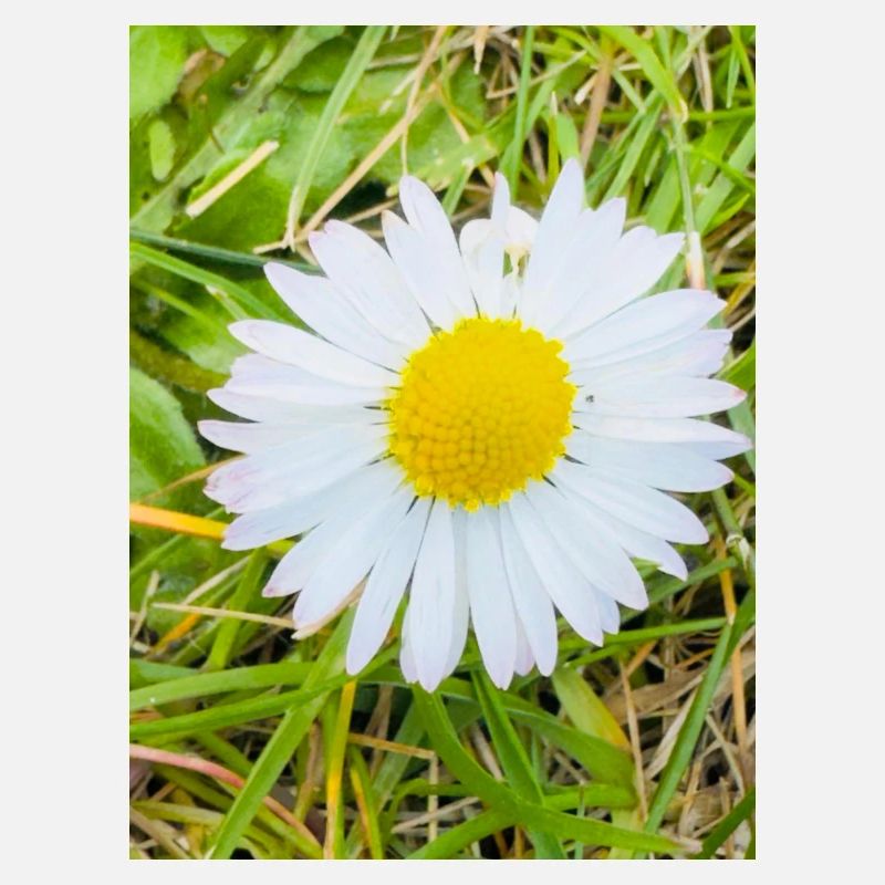Sonniges Gänseblümchen
