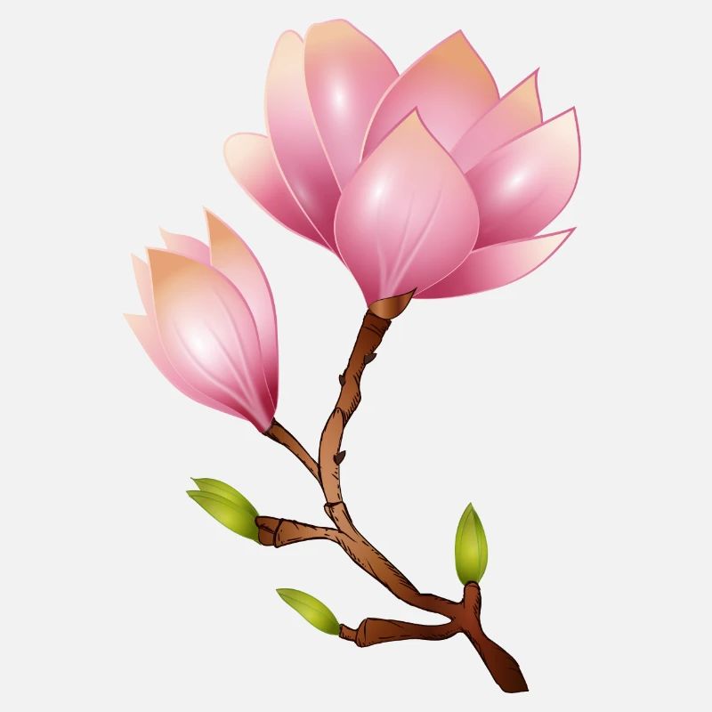 Branche de magnolia à fleurs roses
