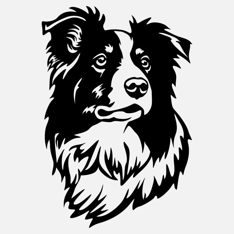 Border Collie Kopf