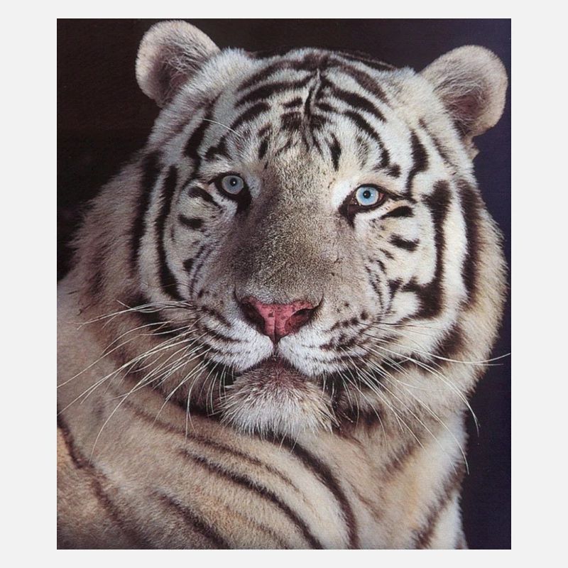 tigre blanc