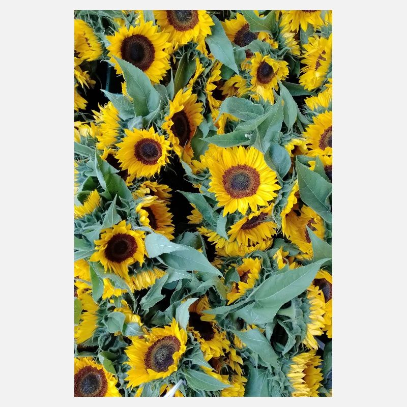 HUMEUR DE TOURNESOL