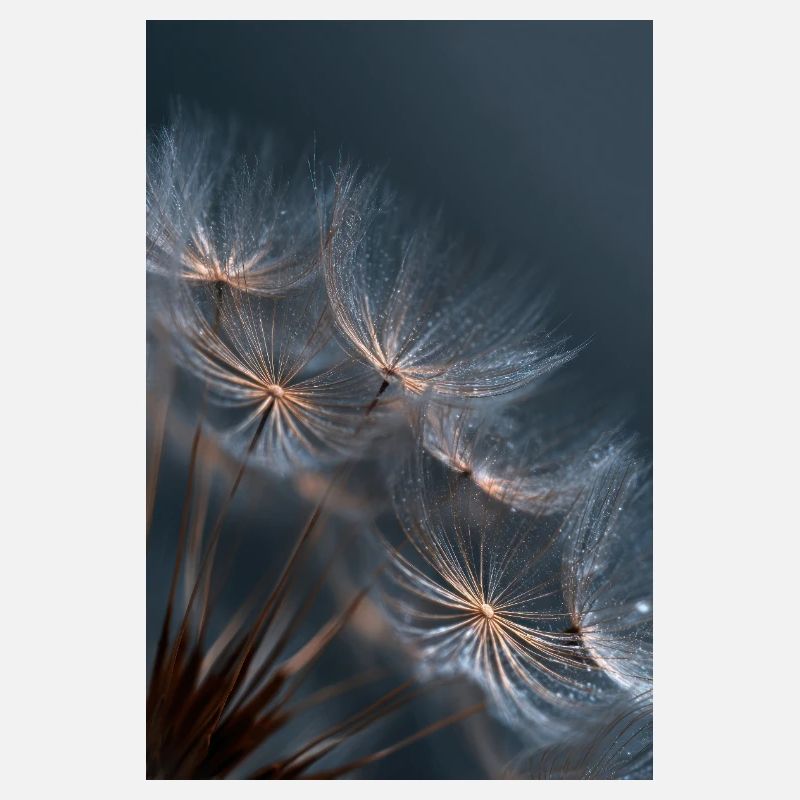 Dandelion Dewlight