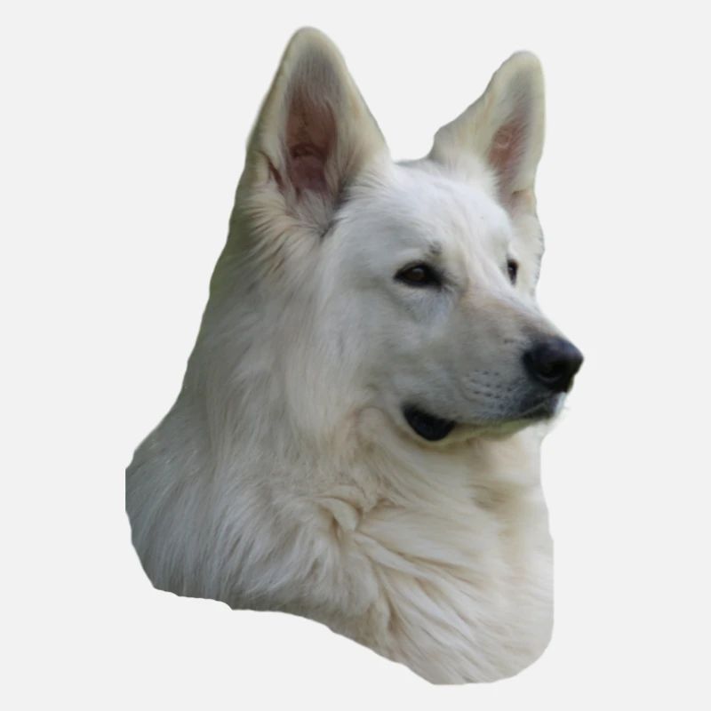 weisser Schäferhund Kopf