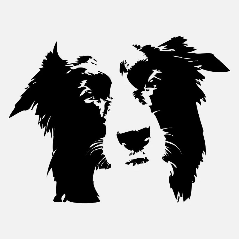 Border-collie