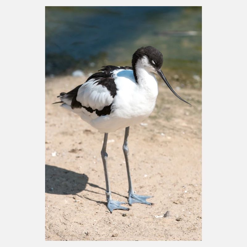 Avocet (Säbelschnäbler, Recurvirostra avosetta)