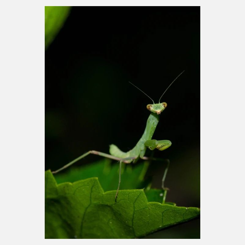 Wild Mantodea species in Crete