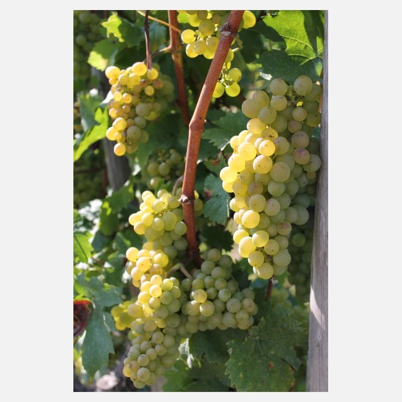 Vignes