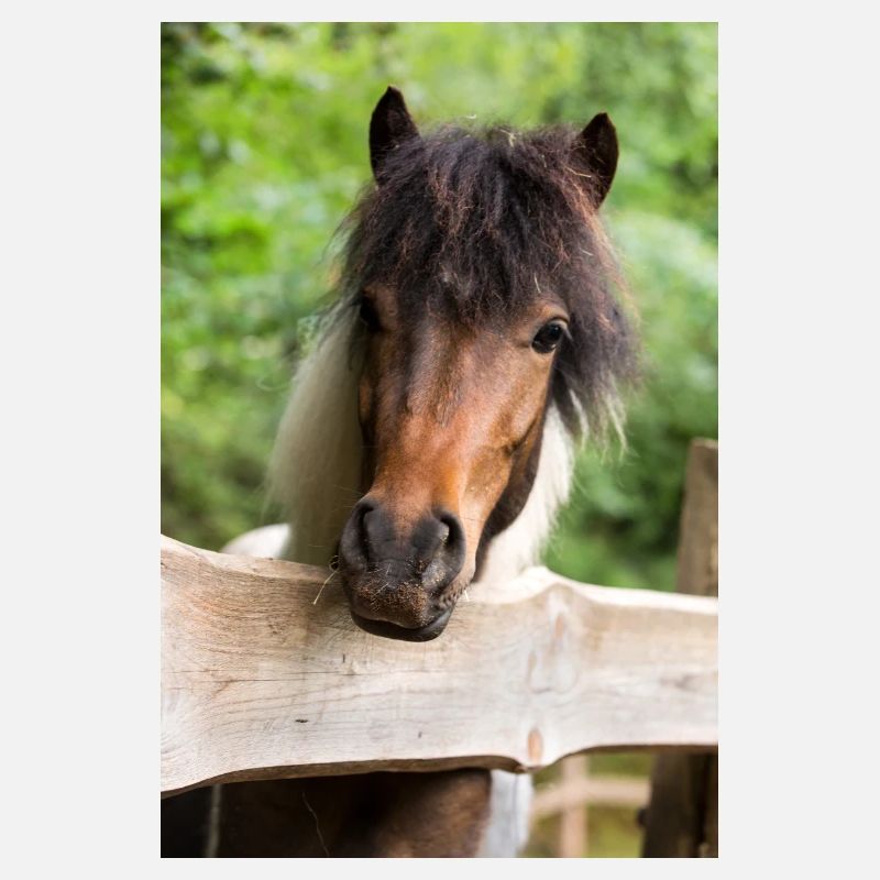 lustiges Pony Pepper Schecke vom Regenbogenhof