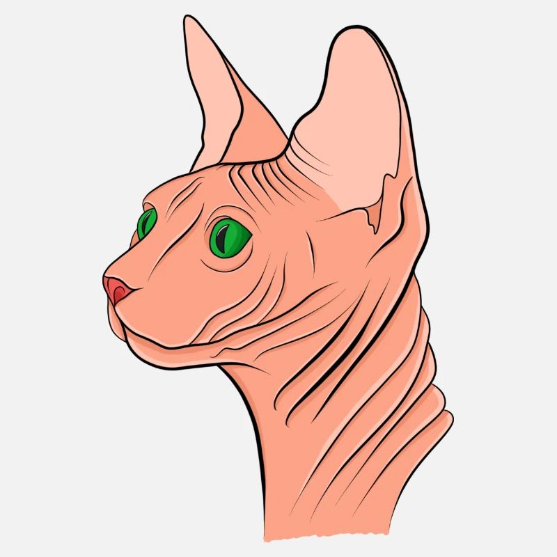 Sphynx Katze