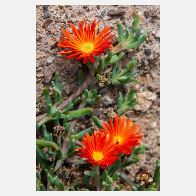 Hängende Eisblume Winterhartes Eis Delosperma
