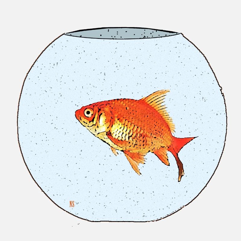 Poisson rouge