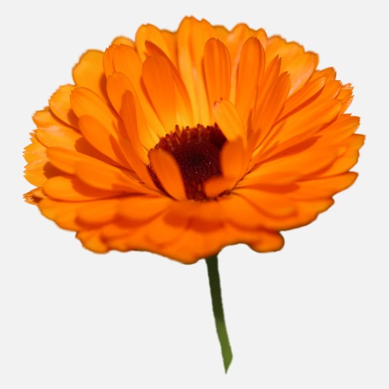 Ringelblume