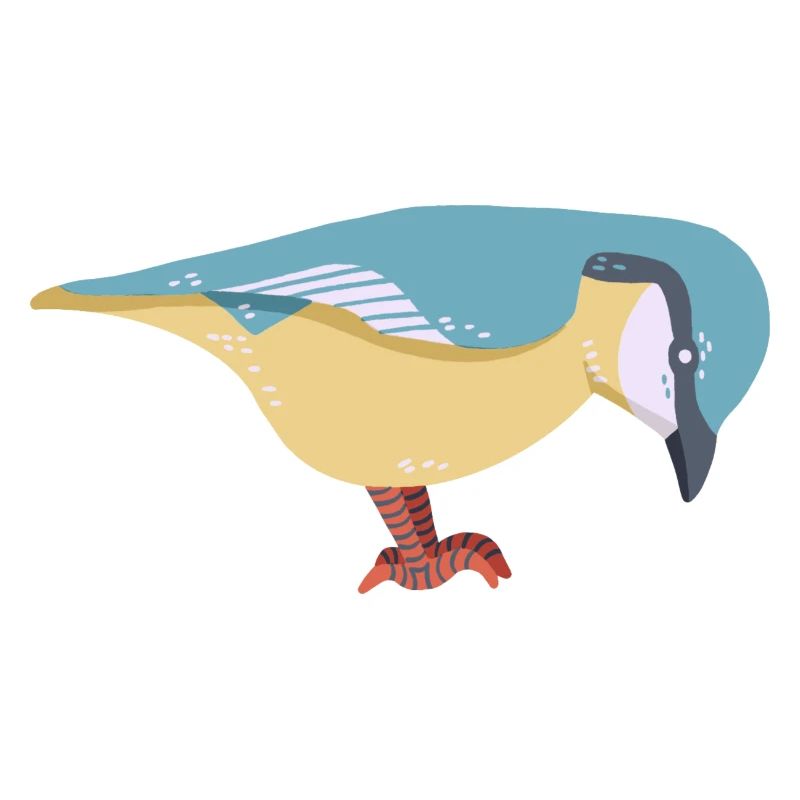 Nuthatch