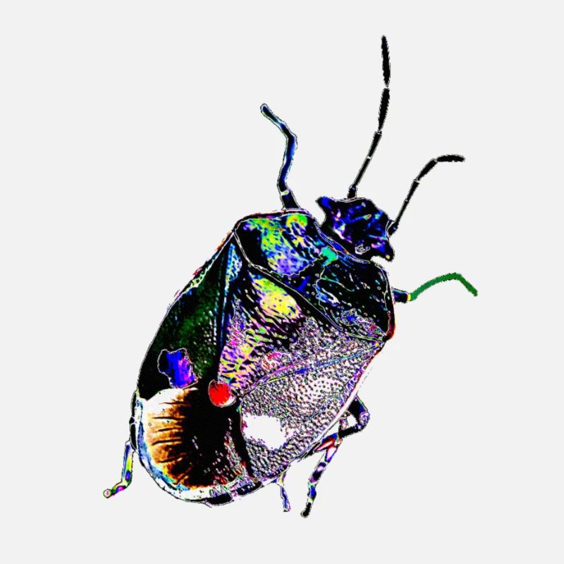 Insect, A731887