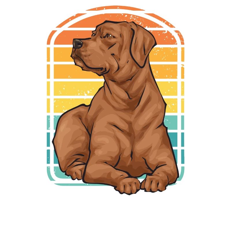 Fuchsroter Labrador Retriever Fox Red Labrador