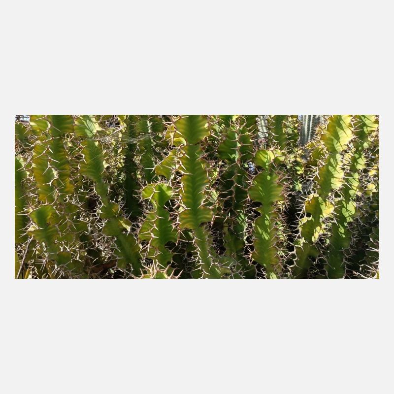 Cactus magnifique des Canaries