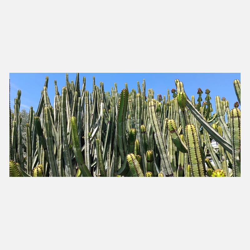 Canarian cactus
