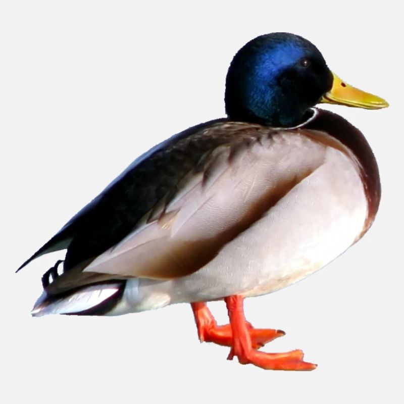 Wildente
