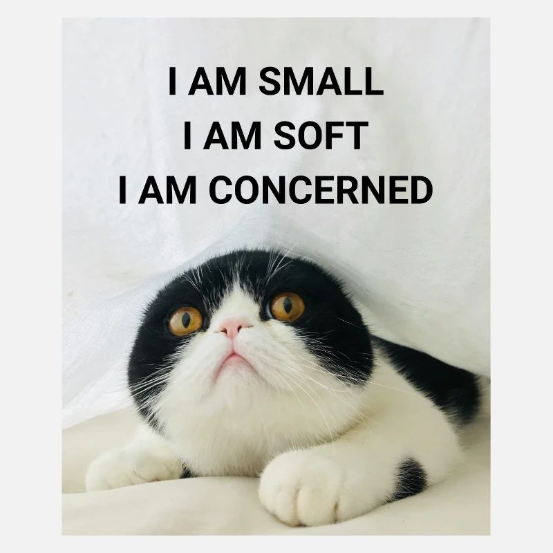 I AM SMALL, I AM SOFT, I AM CONCERNED CAT MEMES