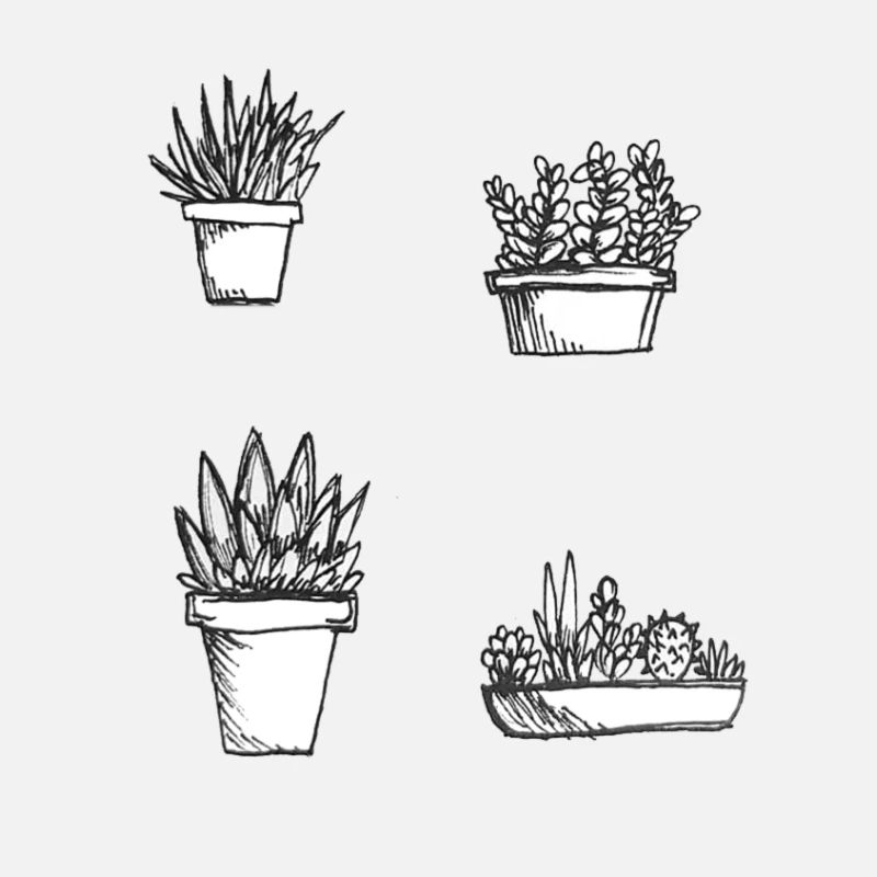 Illustration de petites plantes succulentes dessinées à la main