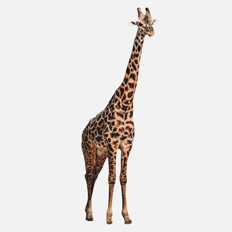 Giraffe Tier
