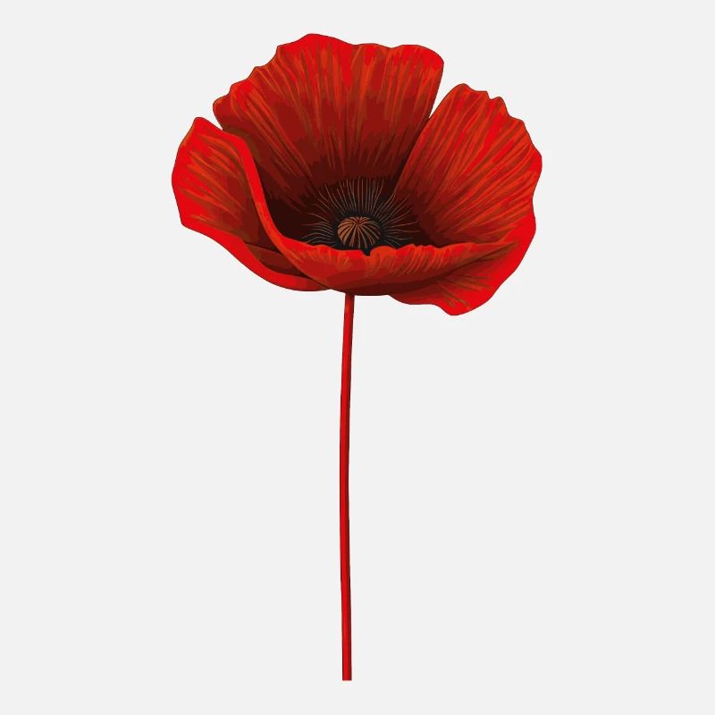 Corn poppy