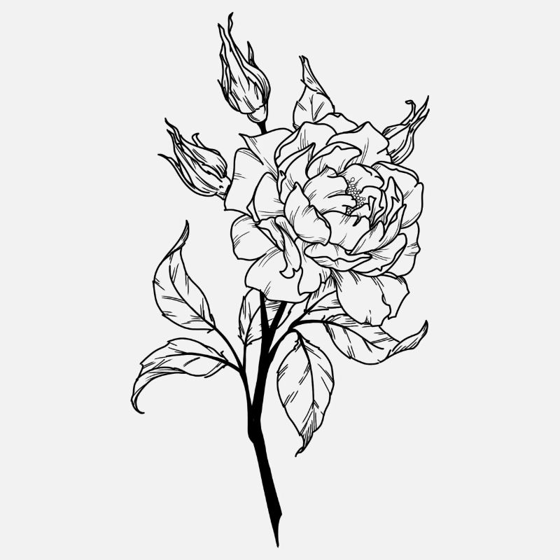 garden rose