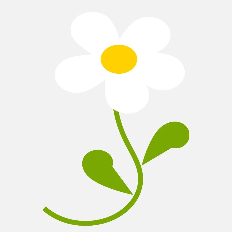 Fleur de marguerite blanche Fleurs blanches Fleurs blanches