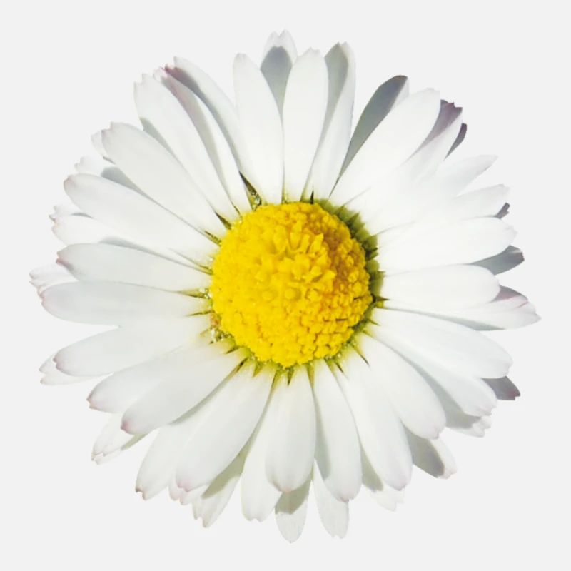 Fleur de marguerite