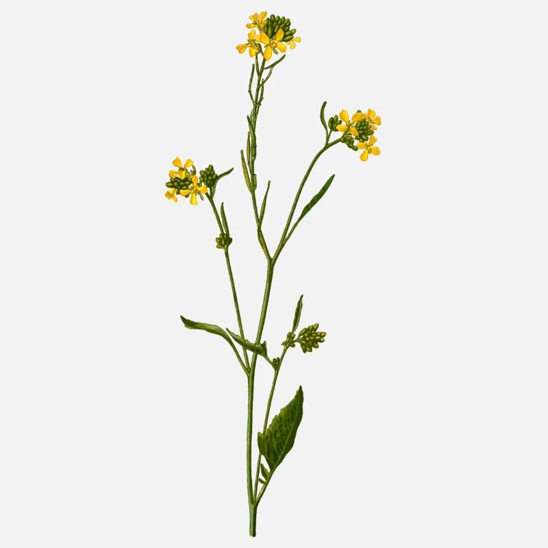 herbes thym romarin persil origan aneth