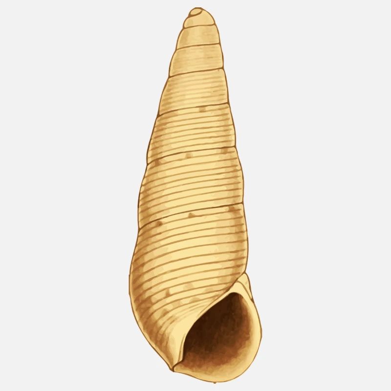 Shell Illustration