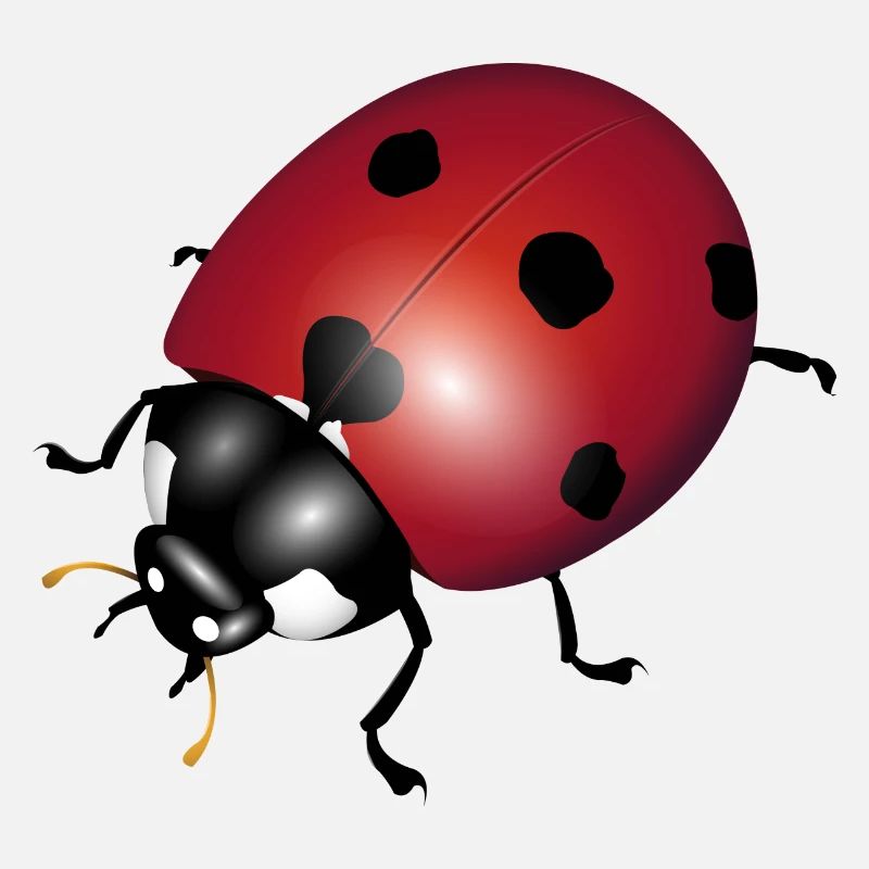 ladybugs
