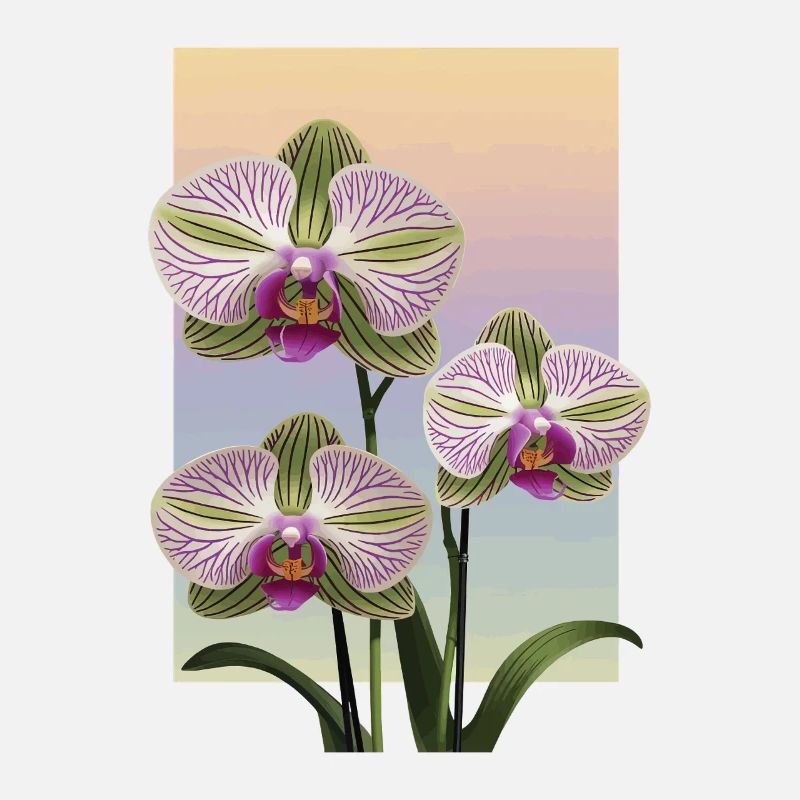 Orchidee