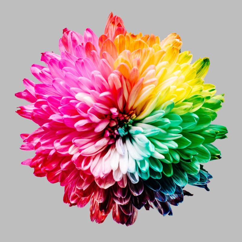 Chrysantheme Regenbogen