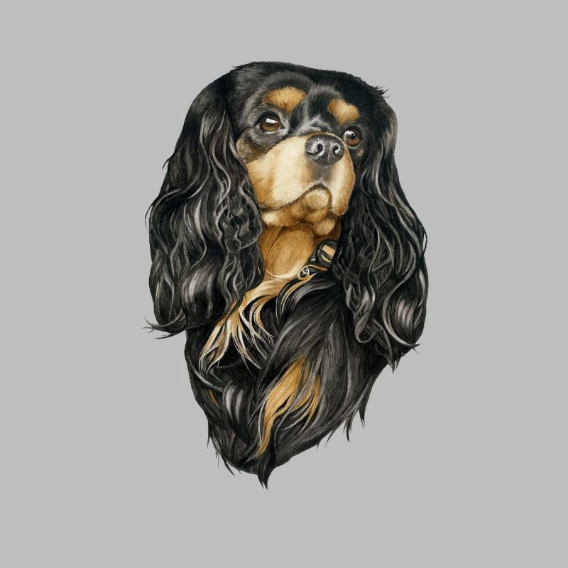 Black and Tan Cavalier