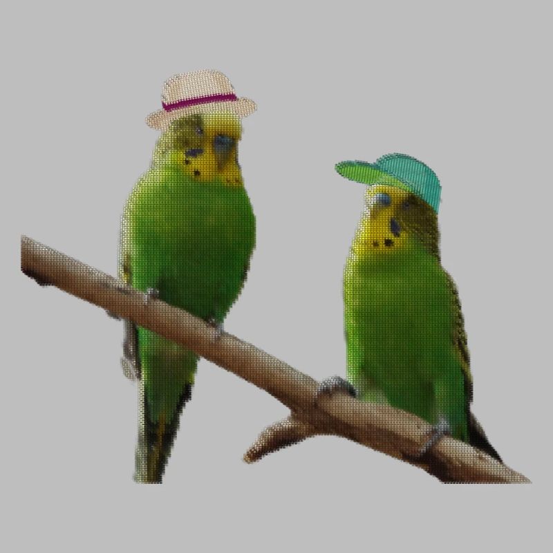 Budgerigar pixel point