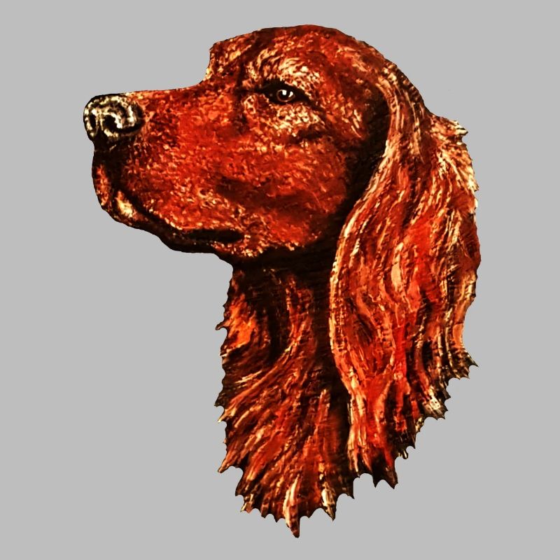 Irish Setter Portrait