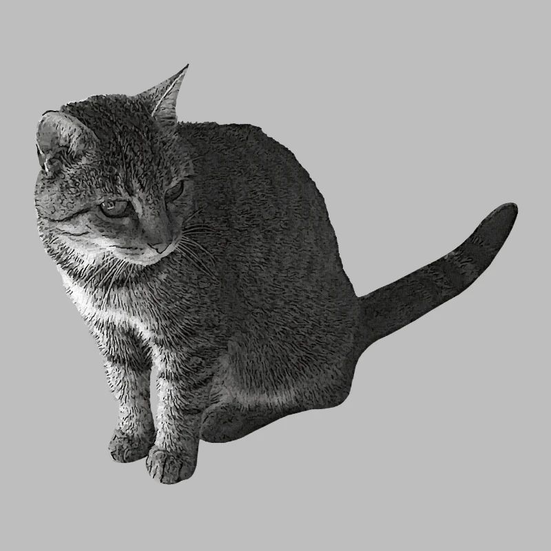 Katze sitzend, schwarz-weiß, tabby Motive