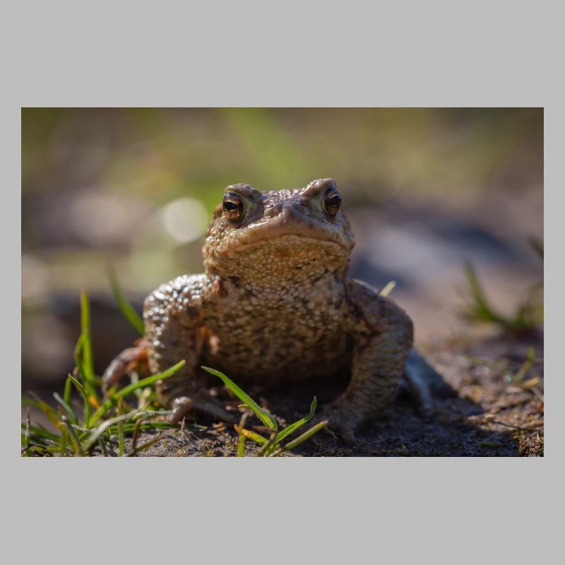 Gros plan d’un crapaud terrestre - Affiche