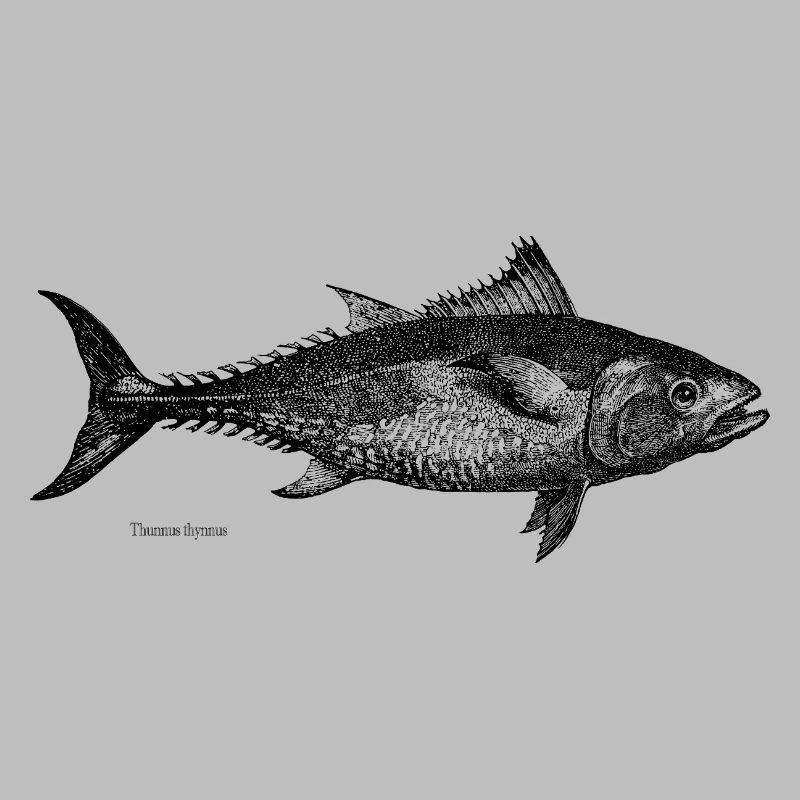 Thunfisch