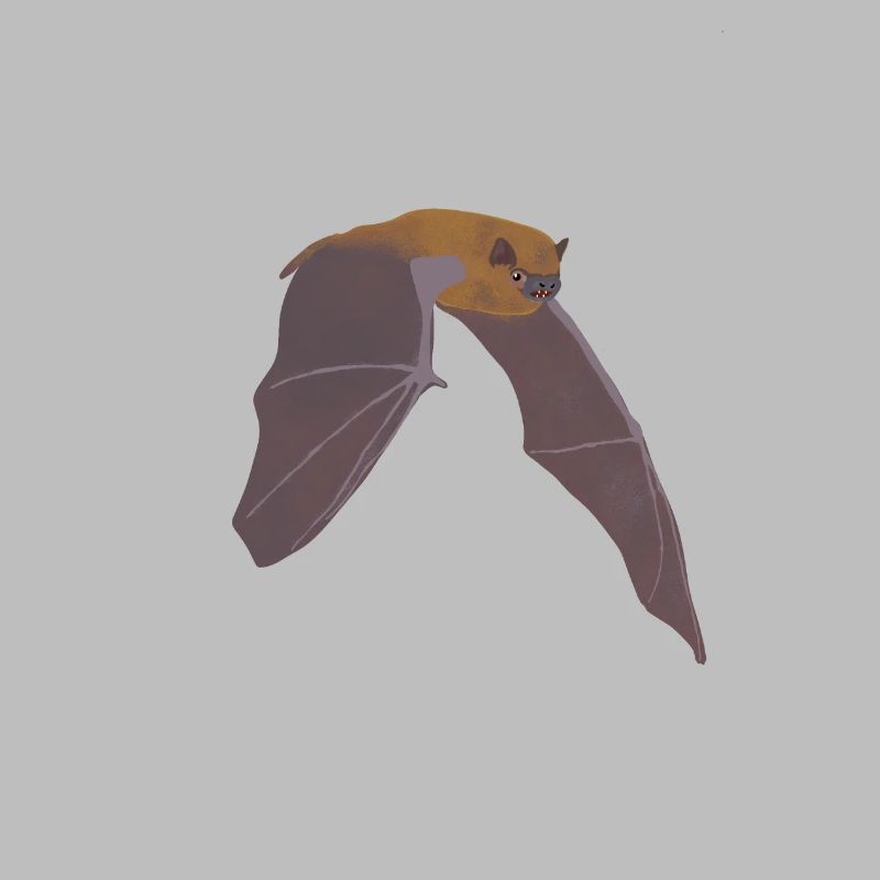 Fledermaus