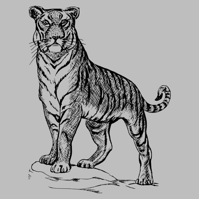 Tiger black and withe