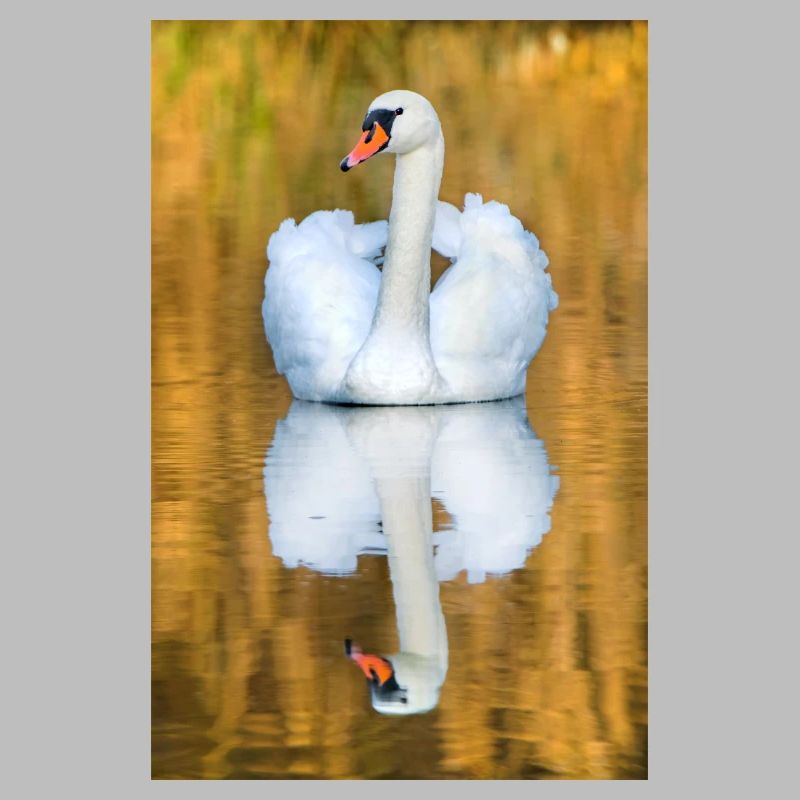 Schwanensee, Schwan im See mit Spiegelbild