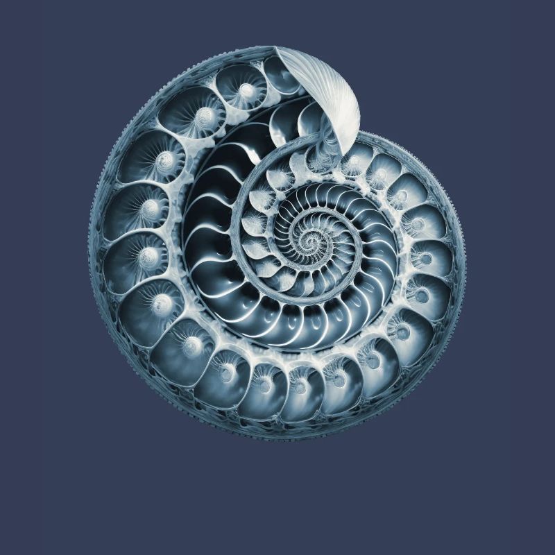 Fibonacci spiral, shell, snail, phi, symbol