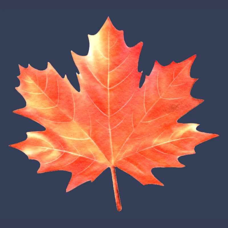 Maple Leaf Couleurs colorées Maple Tree Forest Warm