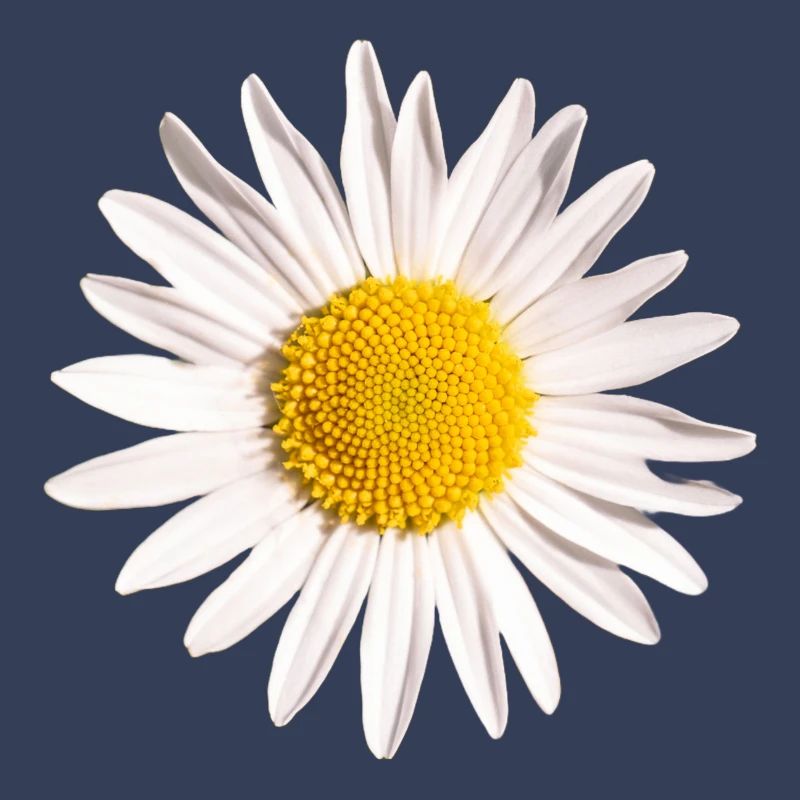 Gänseblümchen
