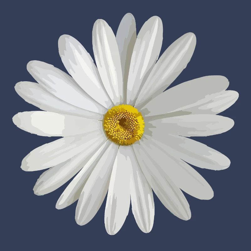 Gänseblümchen